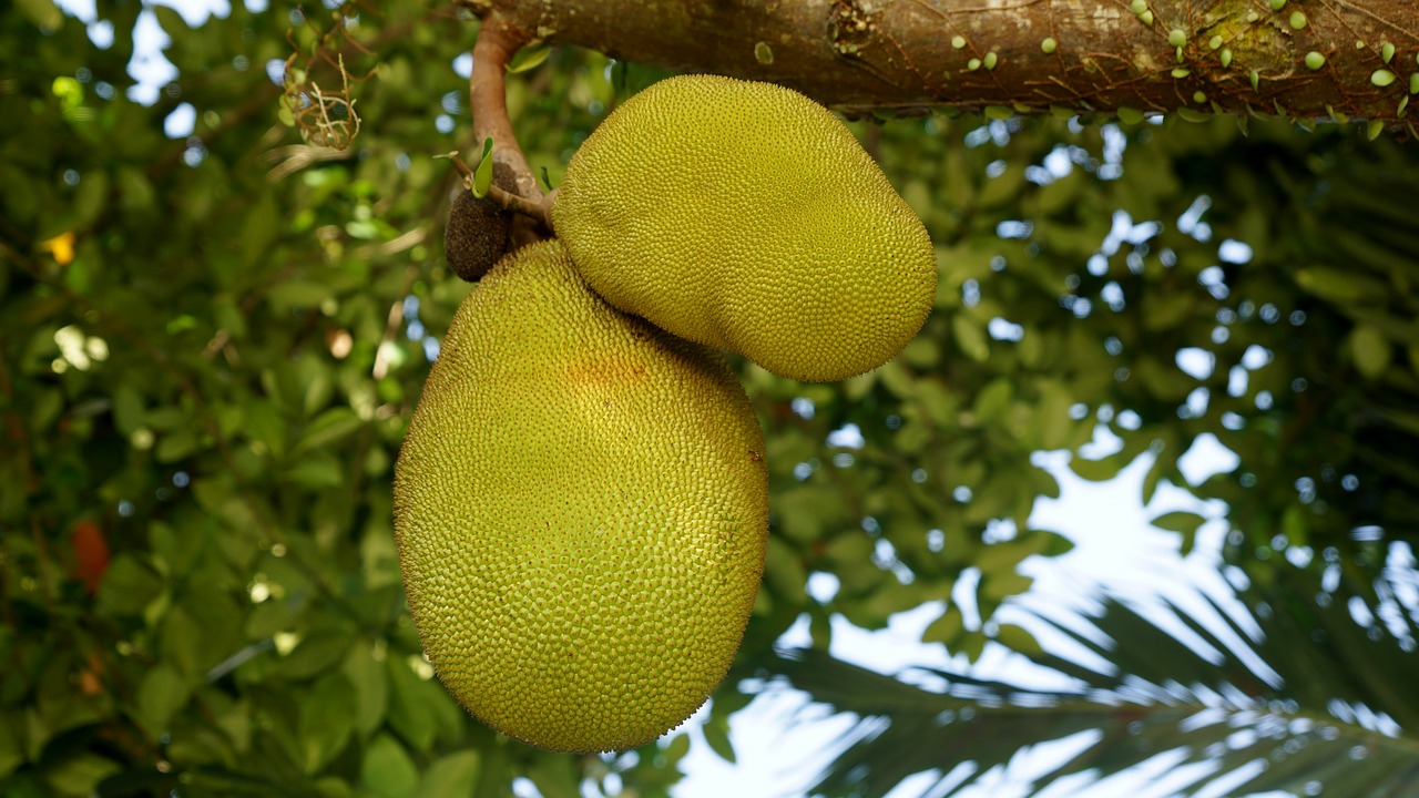 Conheça as frutas singulares que são colhidas em janeiro