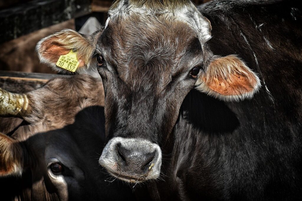 Aprovado modelo impresso de Guia de Trânsito Animal com validade para todo território nacional