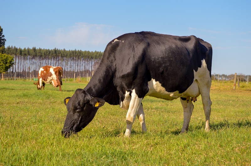Com o aumento das chuvas, produtores devem ficar atentos a casos de leptospirose bovina