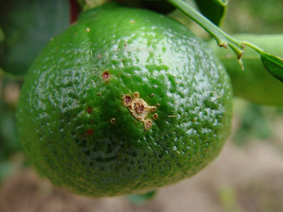 Fungicidas para controle de doença em tangerinas perdem eficácia em São Paulo