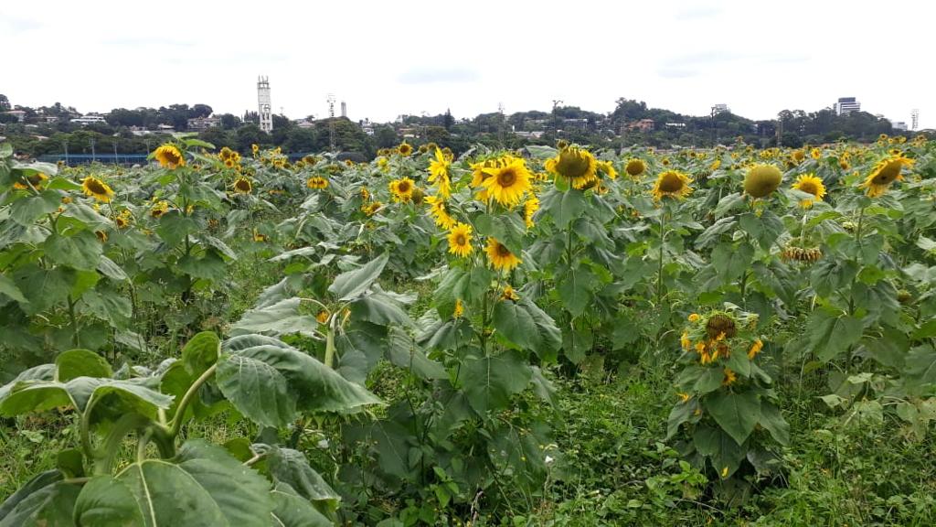 Com a pandemia, paisagismo e jardinagem movimentam R$ 8 bilhões ao ano