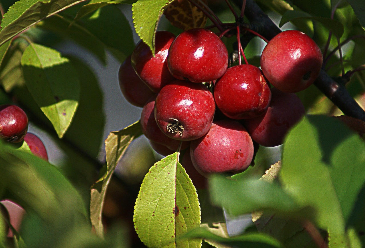 SENAR: inscrições para cursos técnicos em fruticultura e agronegócio se encerram hoje