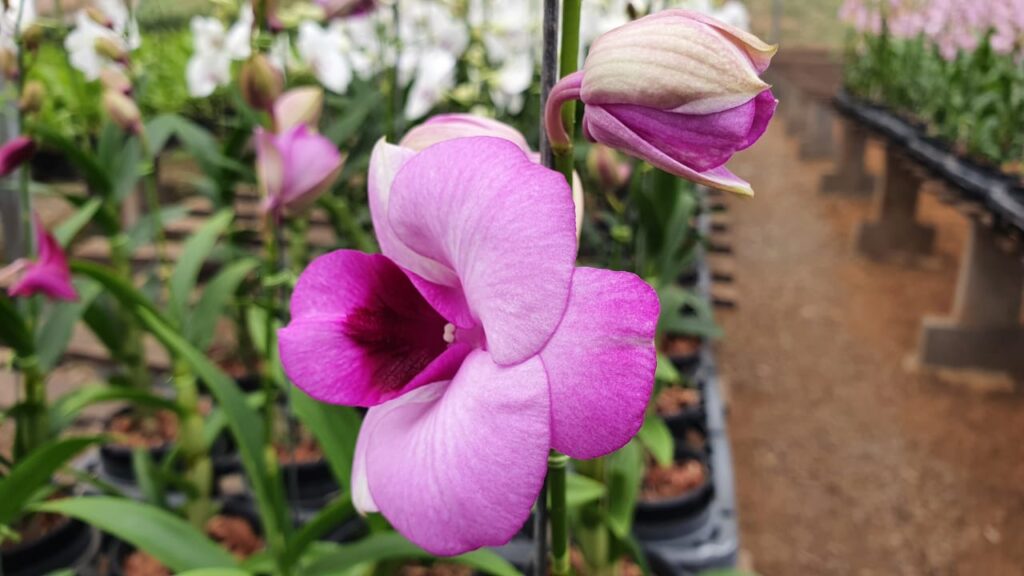 Setor de flores deve se reerguer após quase um ano de pandemia