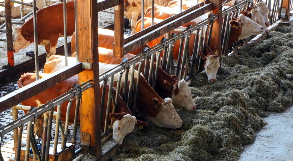 SENAR-SP indica 3 boas práticas na alimentação de bovinos de leite