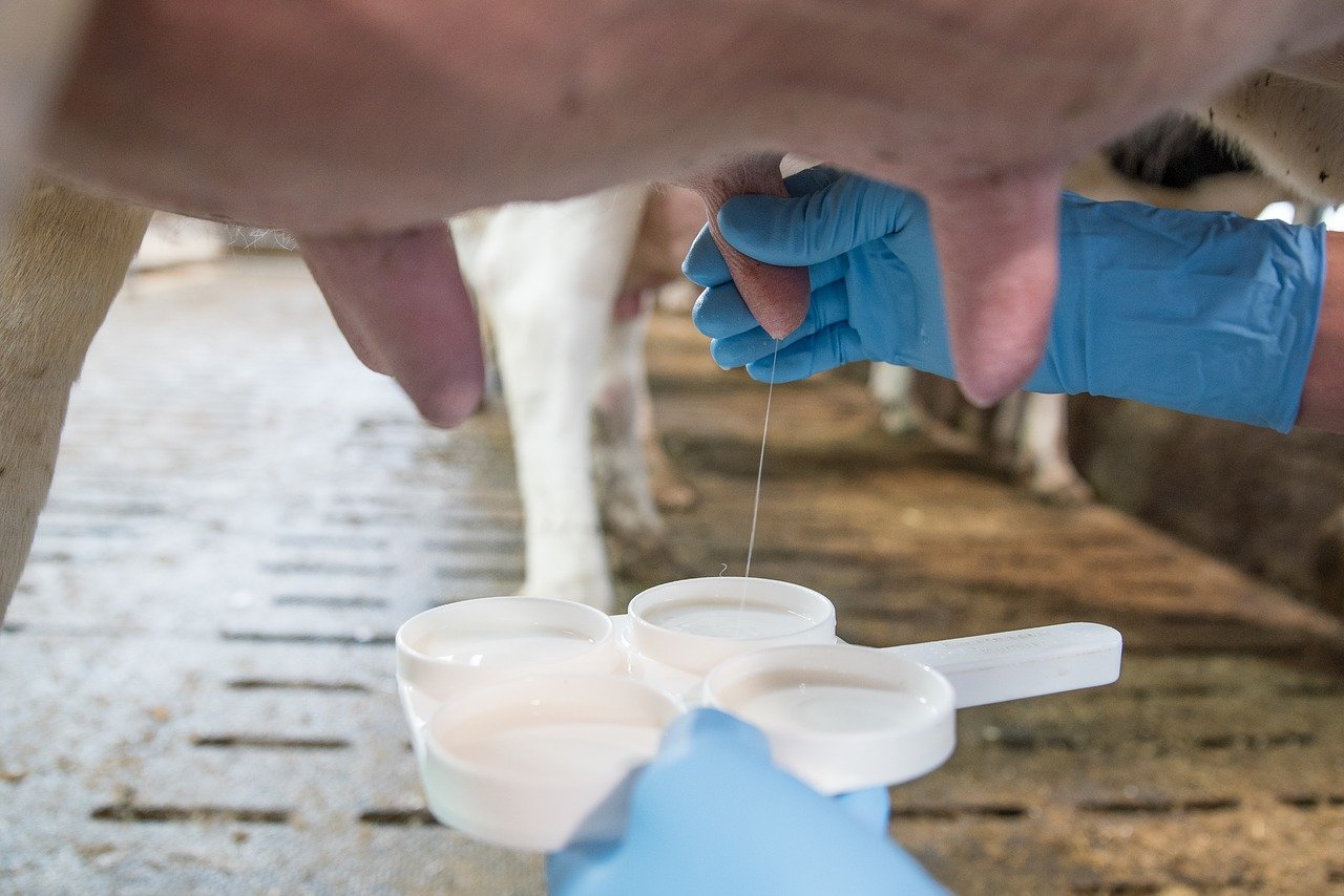 5 dicas para aumentar a qualidade do leite na fazenda