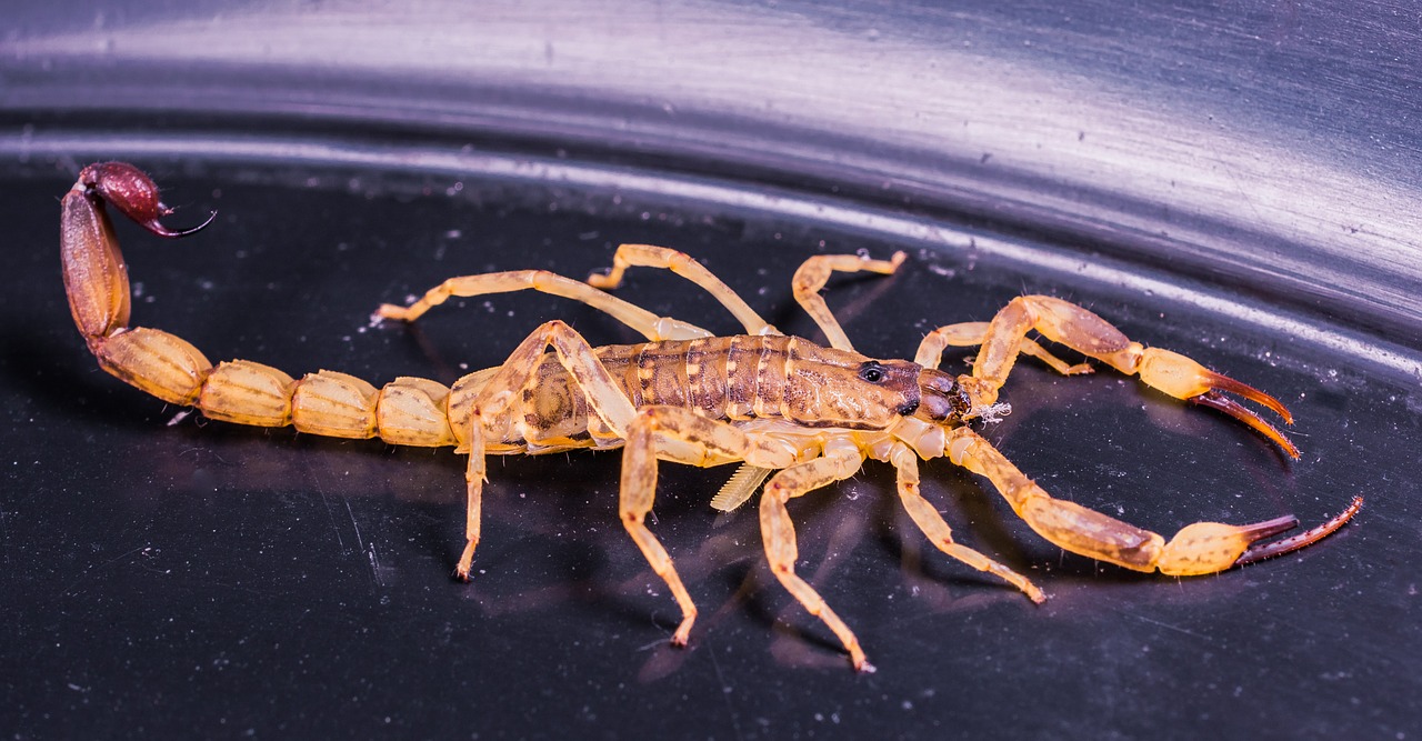 4 dicas para livrar sua propriedade de escorpiões