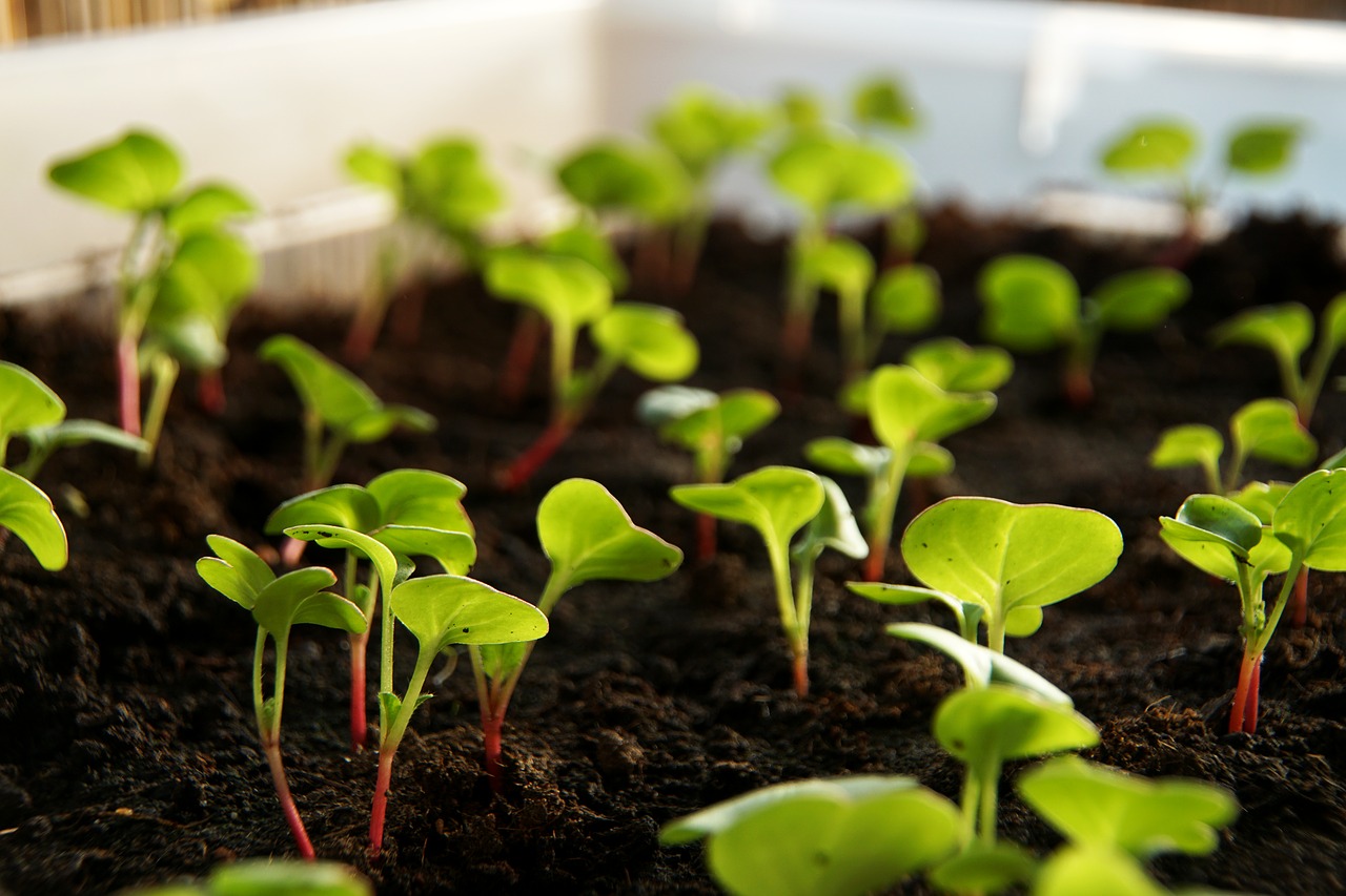 Confira 7 espécies para plantar em sua horta no inverno