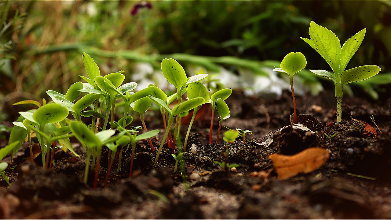 Inoculação: conheça os benefícios da técnica para a agricultura