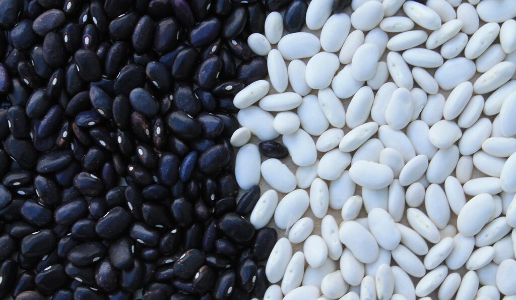 Pulses: conheça as vantagens da produção e consumo das leguminosas secas