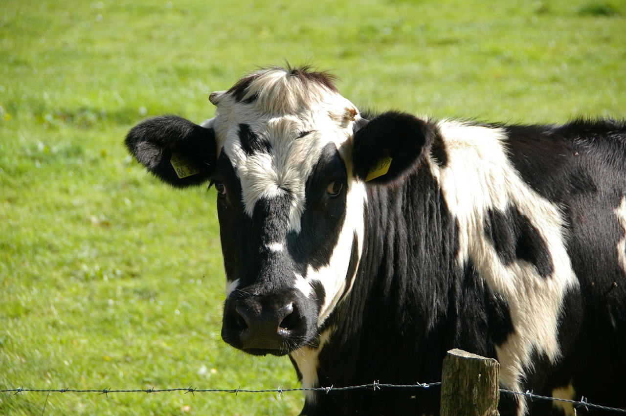 Conheça as melhores raças de bovinos para produção de leite no Brasil