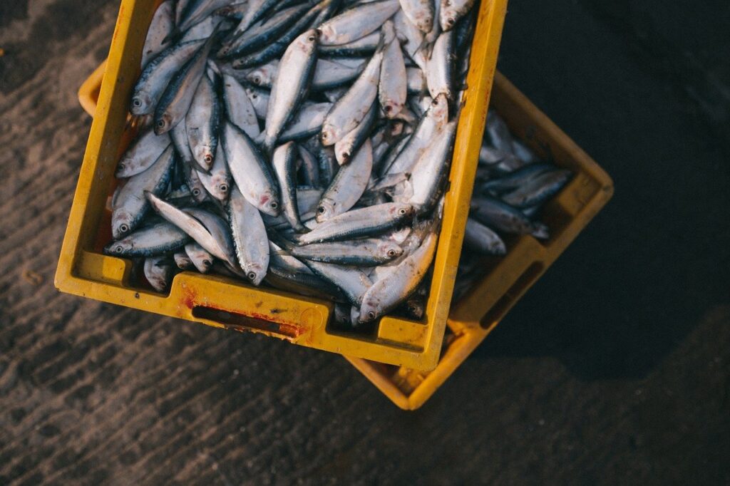 Cancelamento da Santa Feira do Peixe preocupa piscicultores de São Paulo