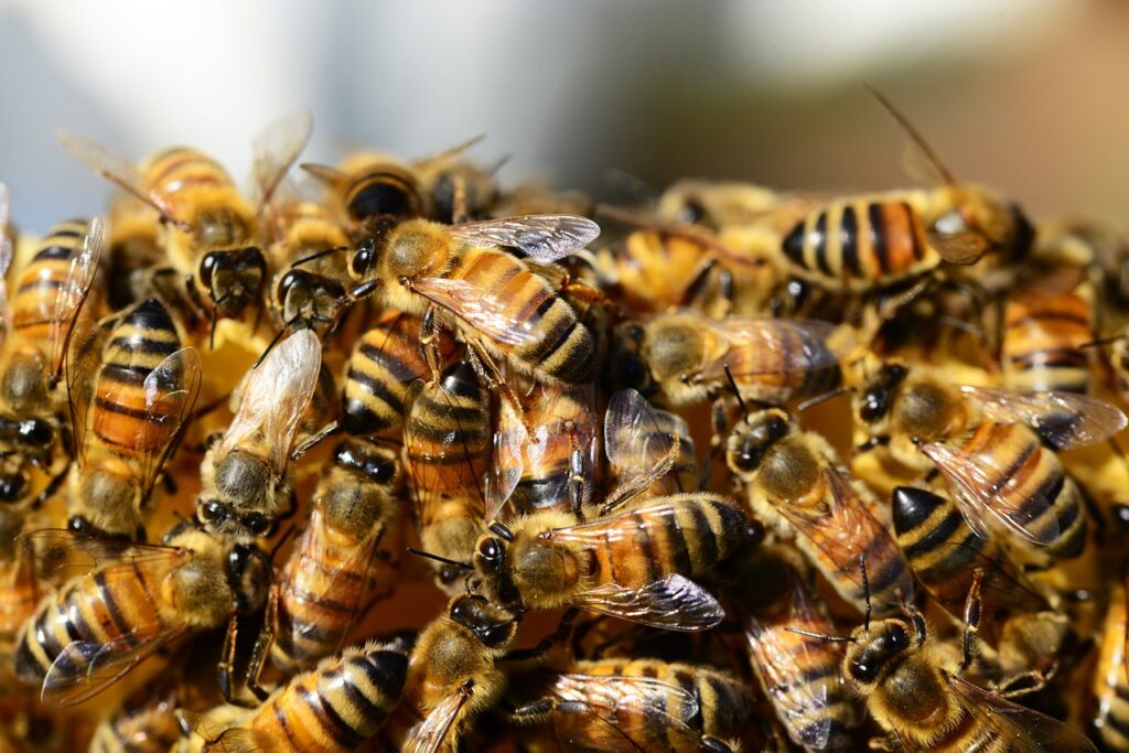 Curso de apicultura do SENAR-SP garante renda extra a produtores rurais