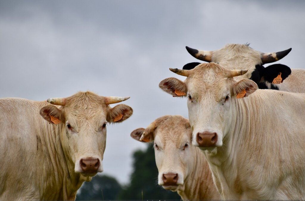 SENAR-SP: curso de inseminação artificial de bovinos ajuda melhorar qualidade do leite
