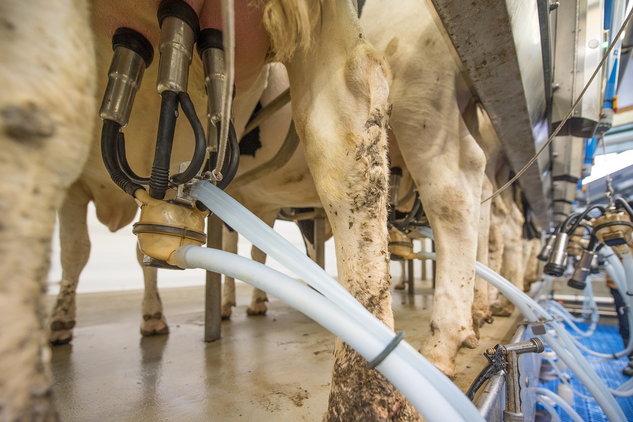SENAR-SP explica o que fazer para obter mais vacas em lactação