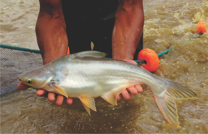 Pangasius: confira os mitos e verdades sobre produção do peixe