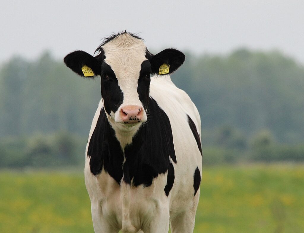 Veja quais são as principais doenças que afetam o gado de leite