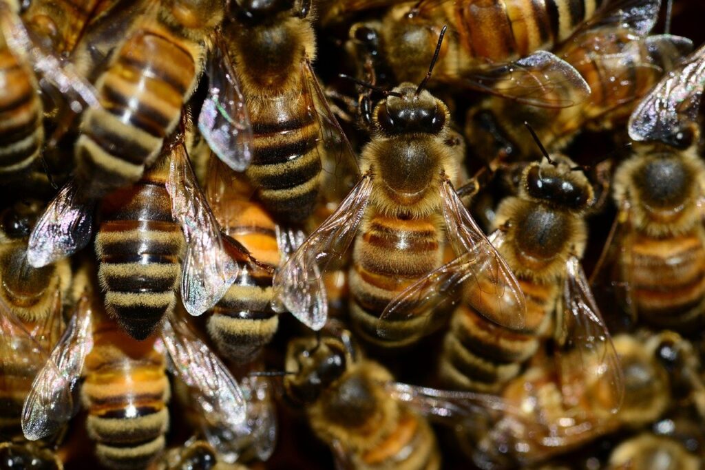 Saiba como reforçar a nutrição das abelhas no período de baixas temperaturas