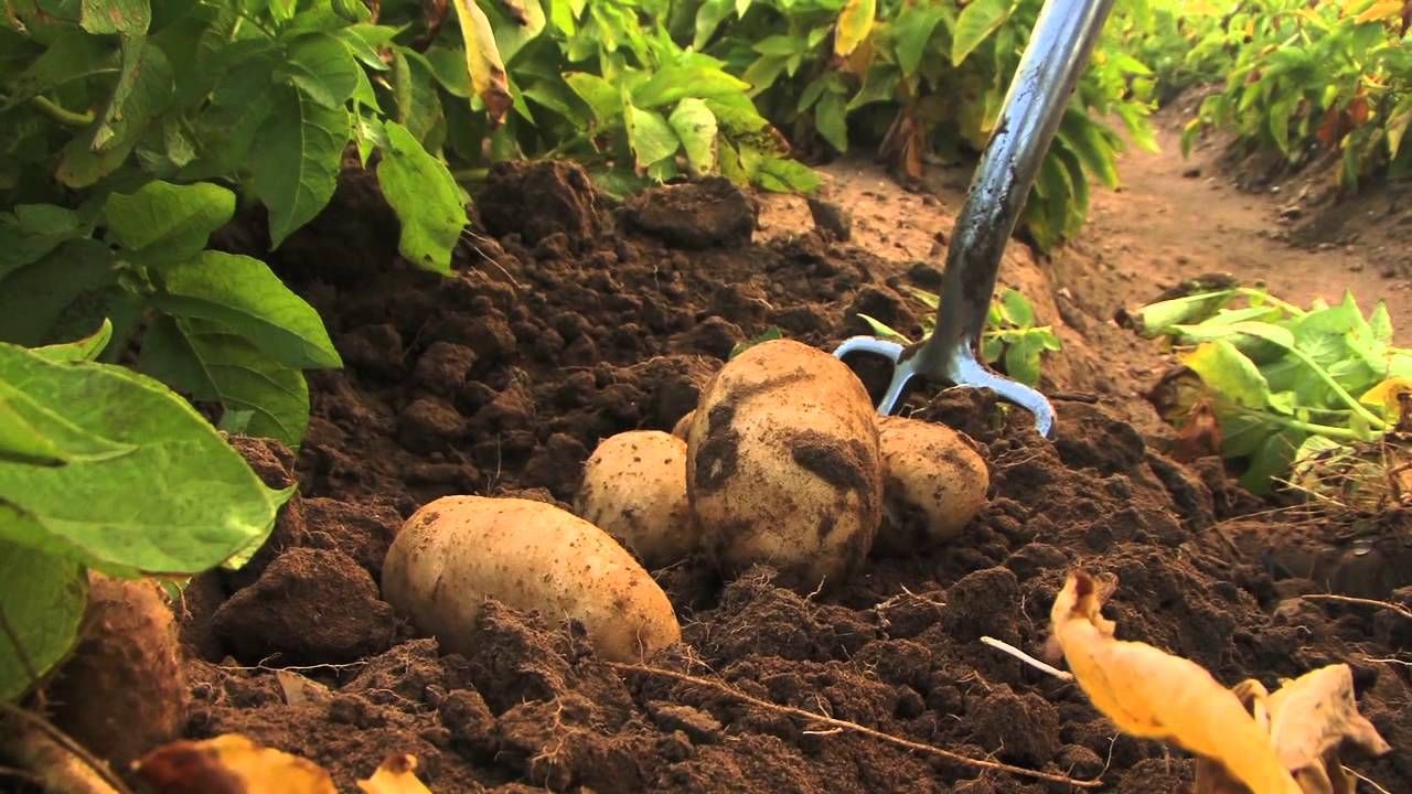 SENAR-SP: curso de batata orgânica impulsiona produtores no mercado