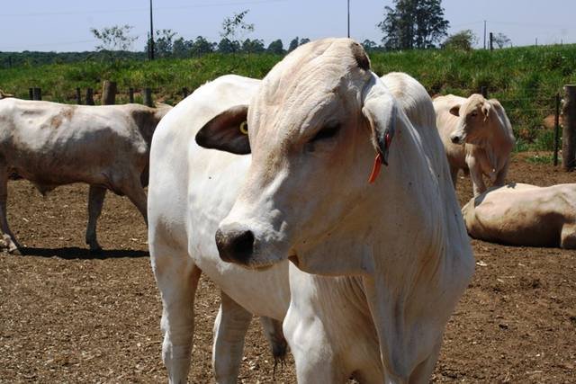 Preço do boi gordo tem alta de 2,28%; veja mais cotações