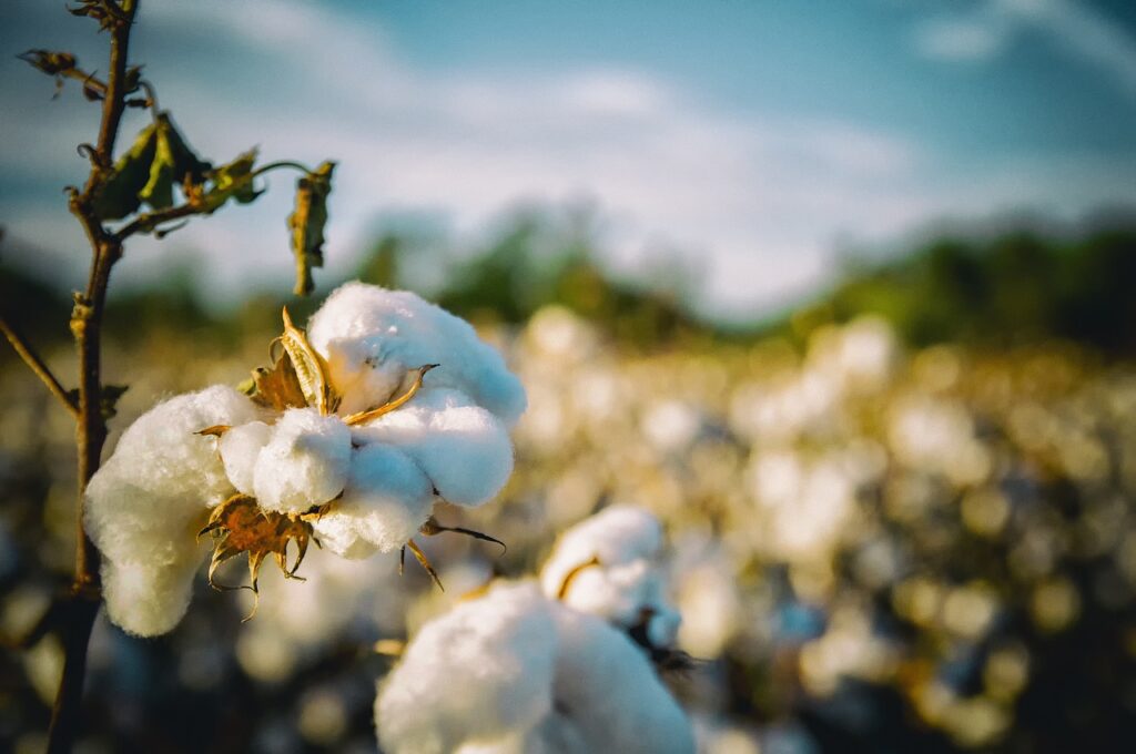 Lavoura de algodão continua competitiva em algumas regiões de São Paulo
