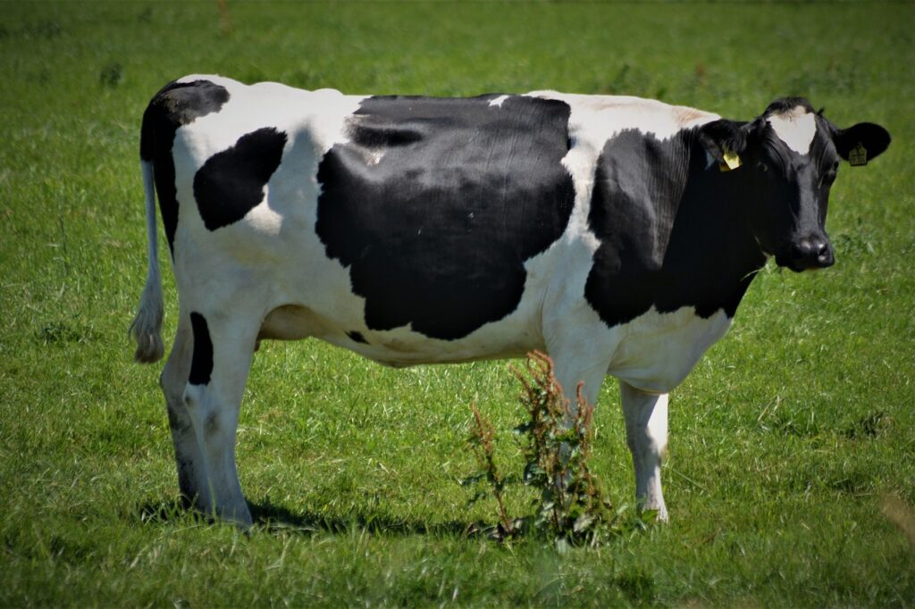 SENAR-SP ensina como manter a vacada produzindo bem