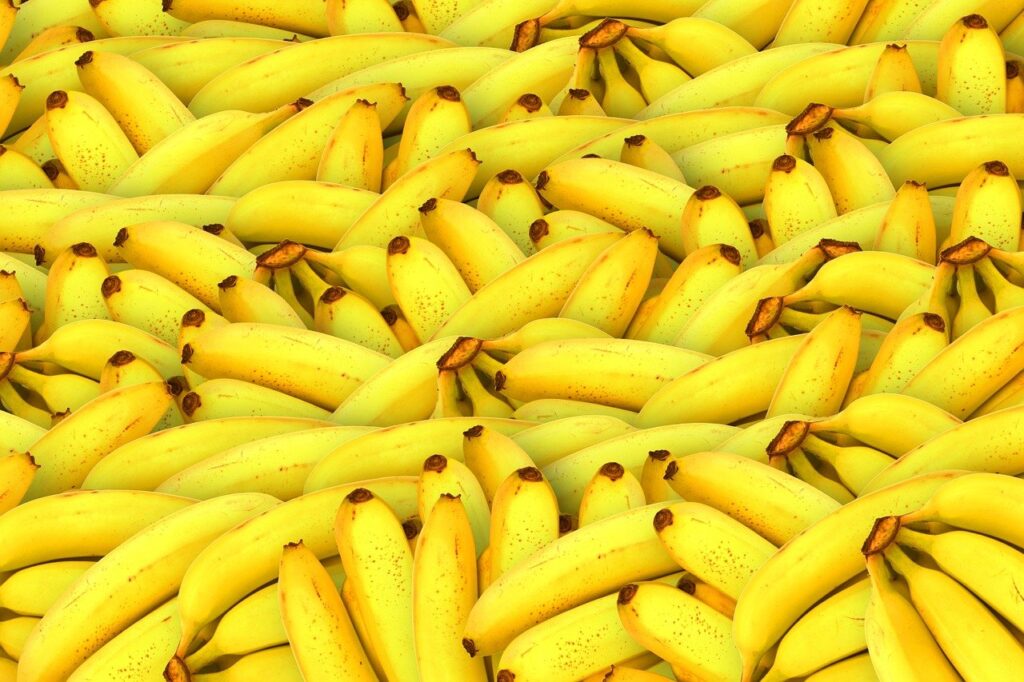 Fusarium: Caravana Família Nação Agro discutirá controle da fusariose na bananeira