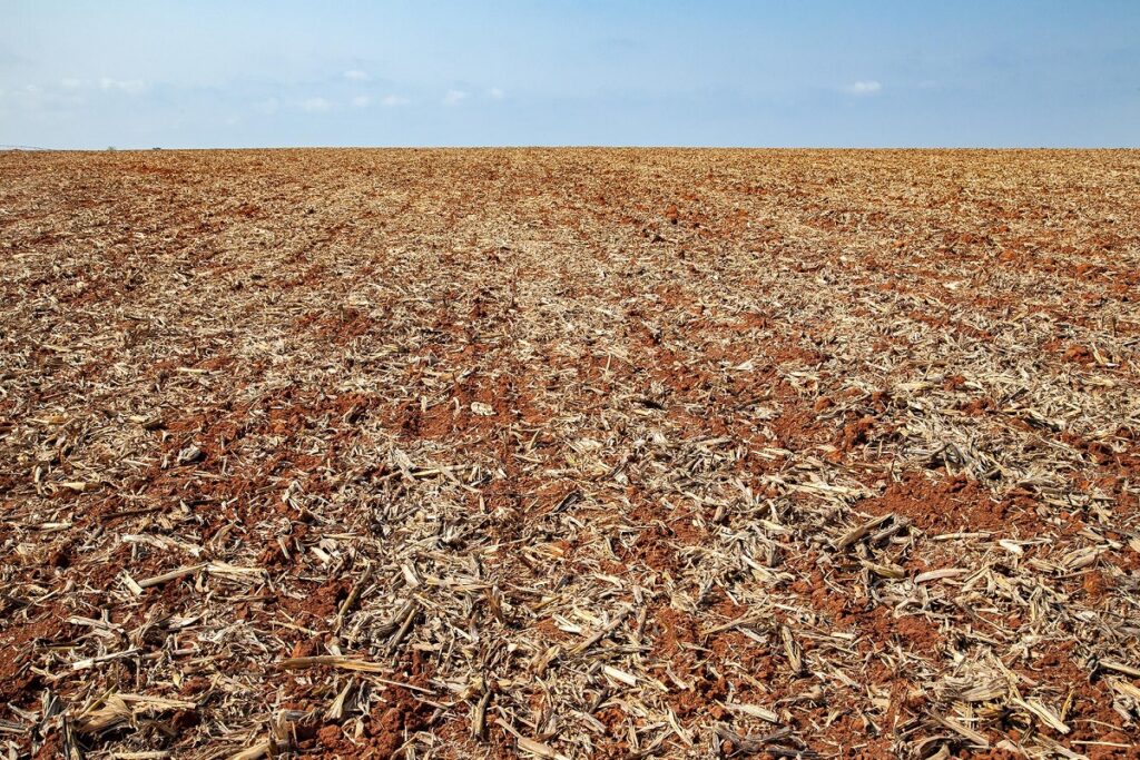 Vazio sanitário da soja busca reduzir incidência de doenças no campo