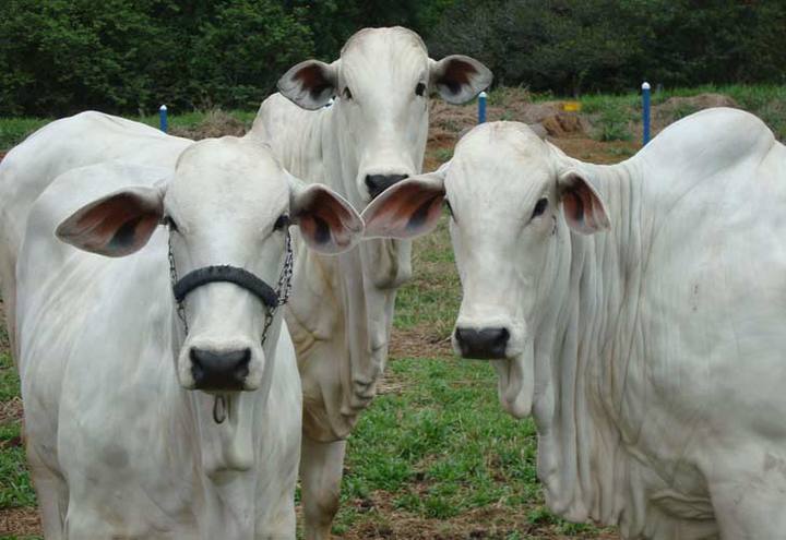 Semana tem elevação nos preços do boi gordo e leite pago ao produtor