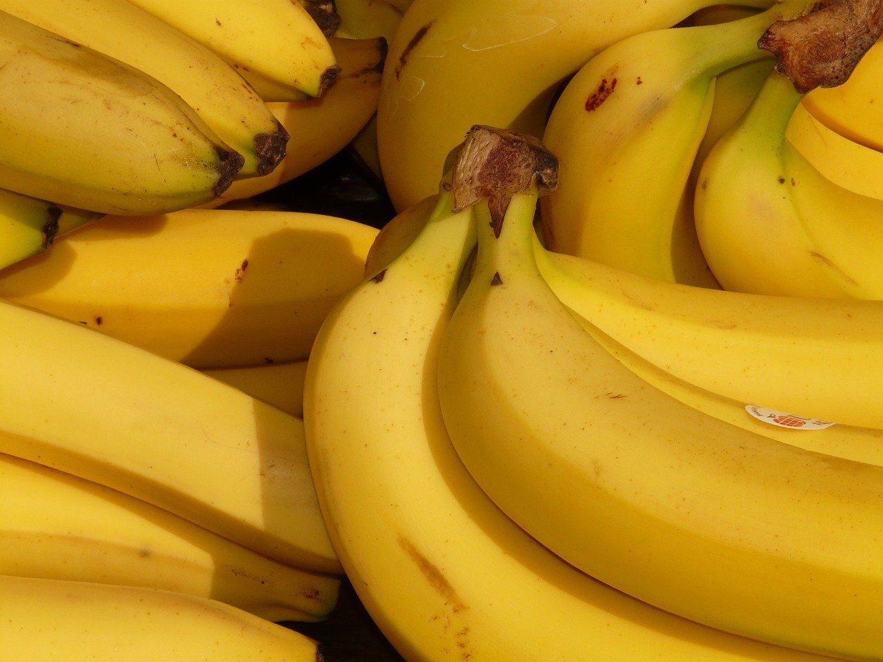 Mal do Panamá deixa produtores de banana em alerta; saiba como prevenir