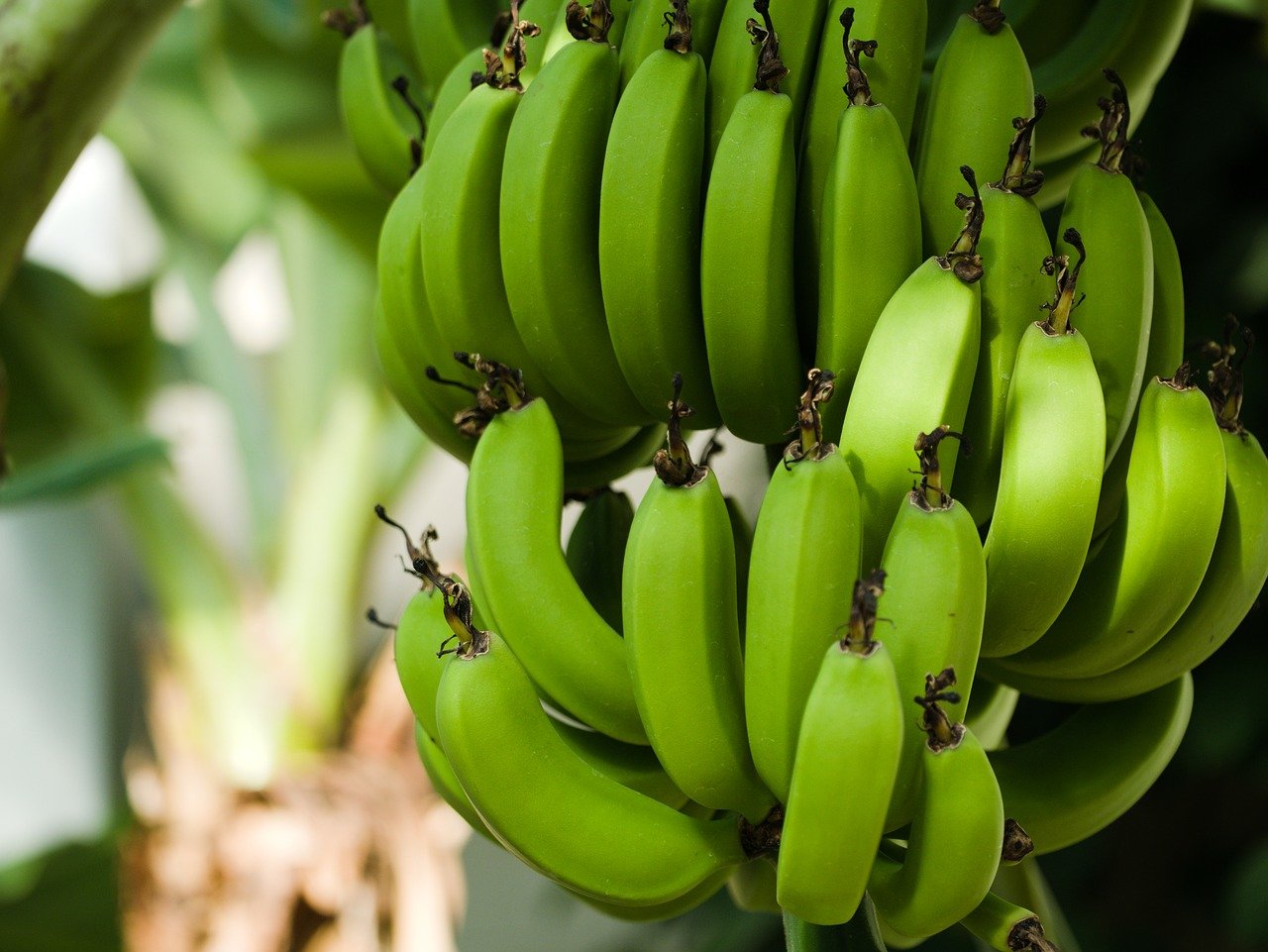 4 vantagens de fazer o curso de processamento artesanal de banana verde do SENAR-SP