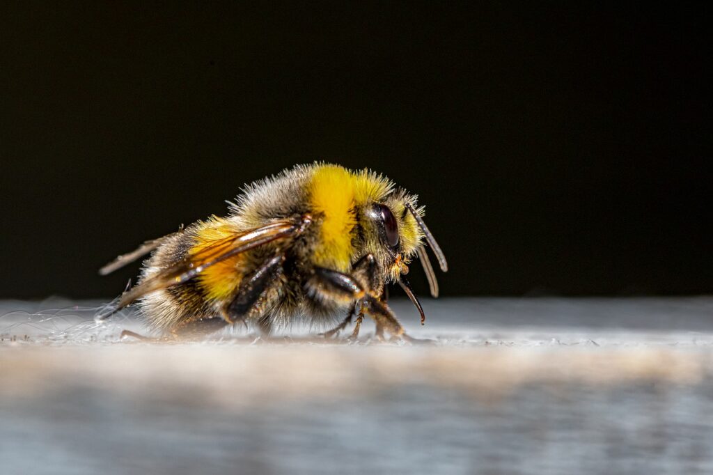 Apicultura: entenda como acontece a substituição da abelha-rainha na colmeia