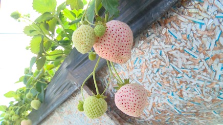 Com sabor mais adocicado, morango branco é aposta de produtor em Atibaia