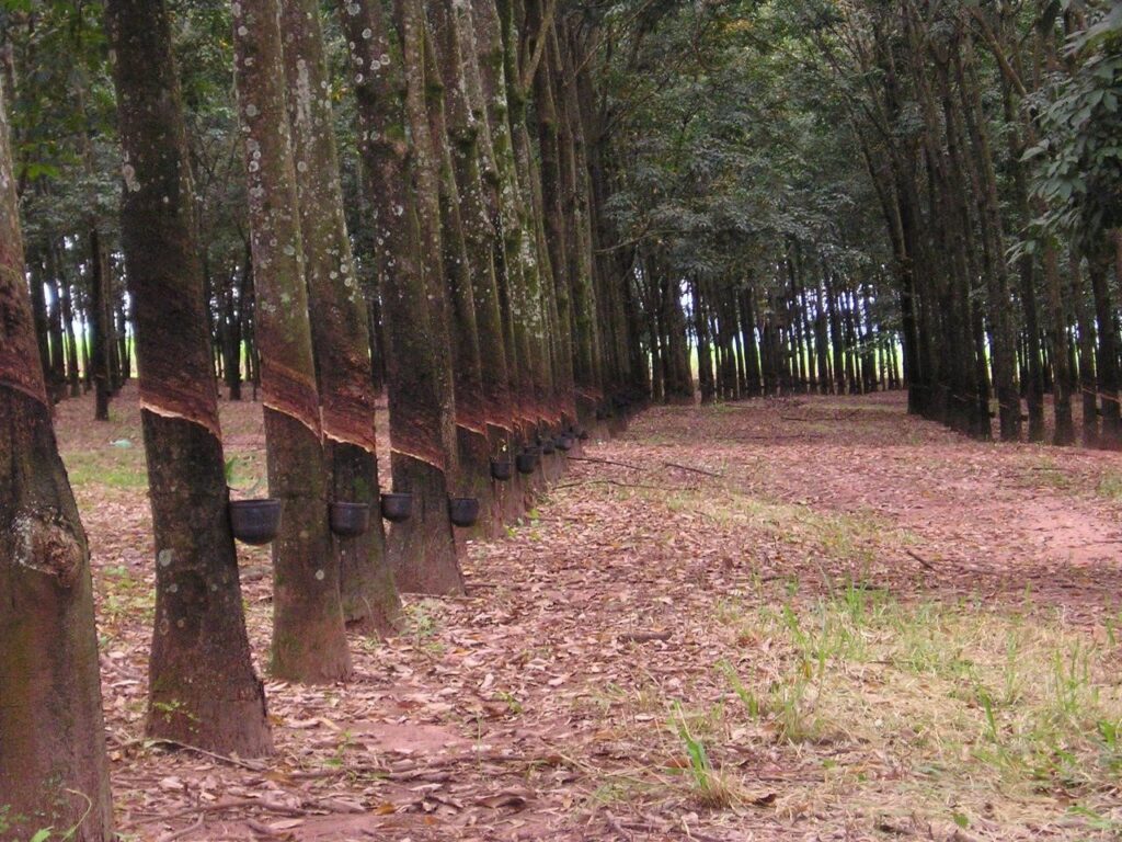 São Paulo publica nova legislação para produção de mudas de seringueira