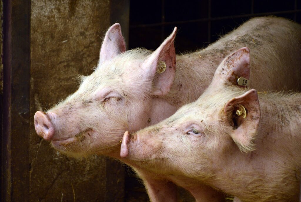 Bem-estar animal: 9 dicas para o manejo de suínos