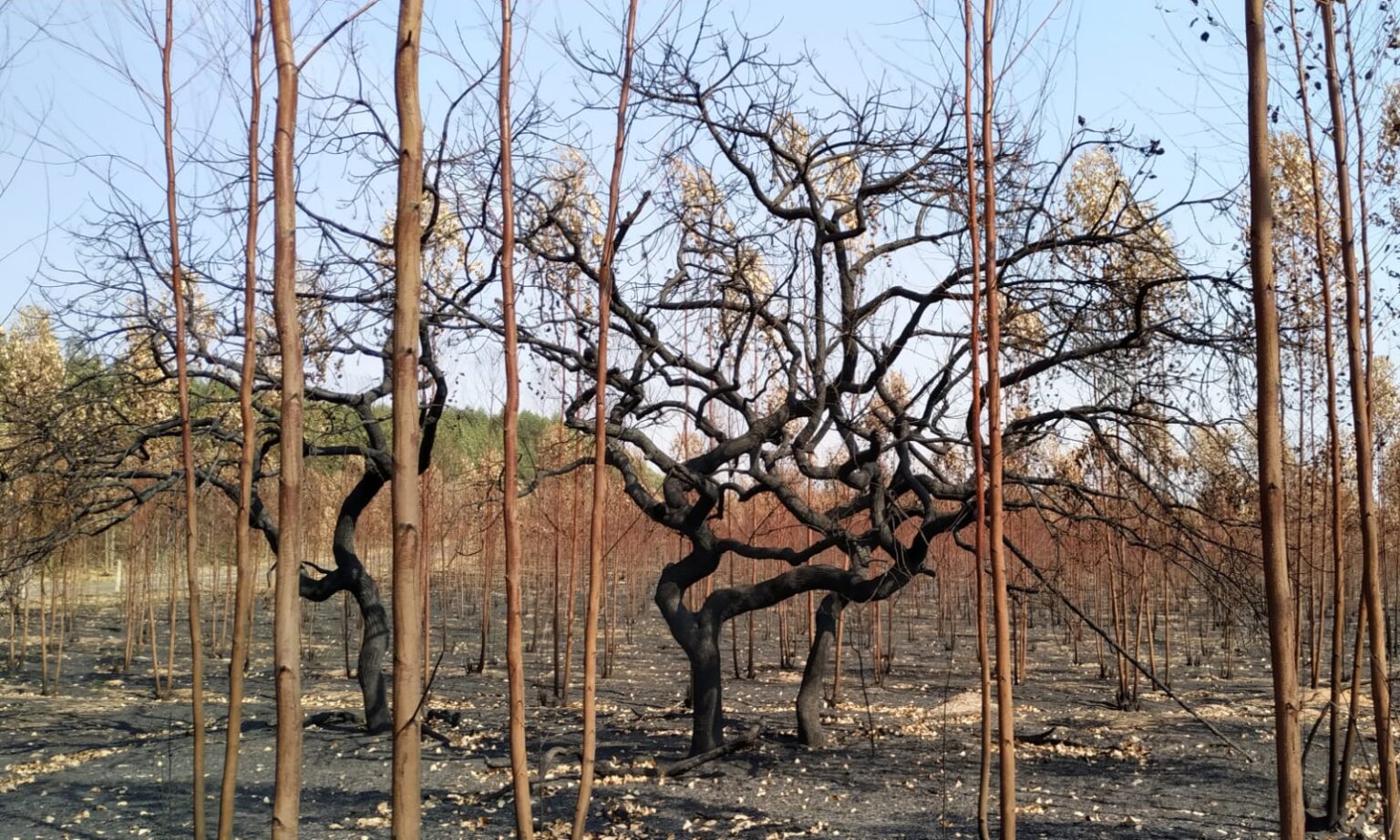 SENAR-SP ensina como combater incêndios no campo em Caravana em Brotas