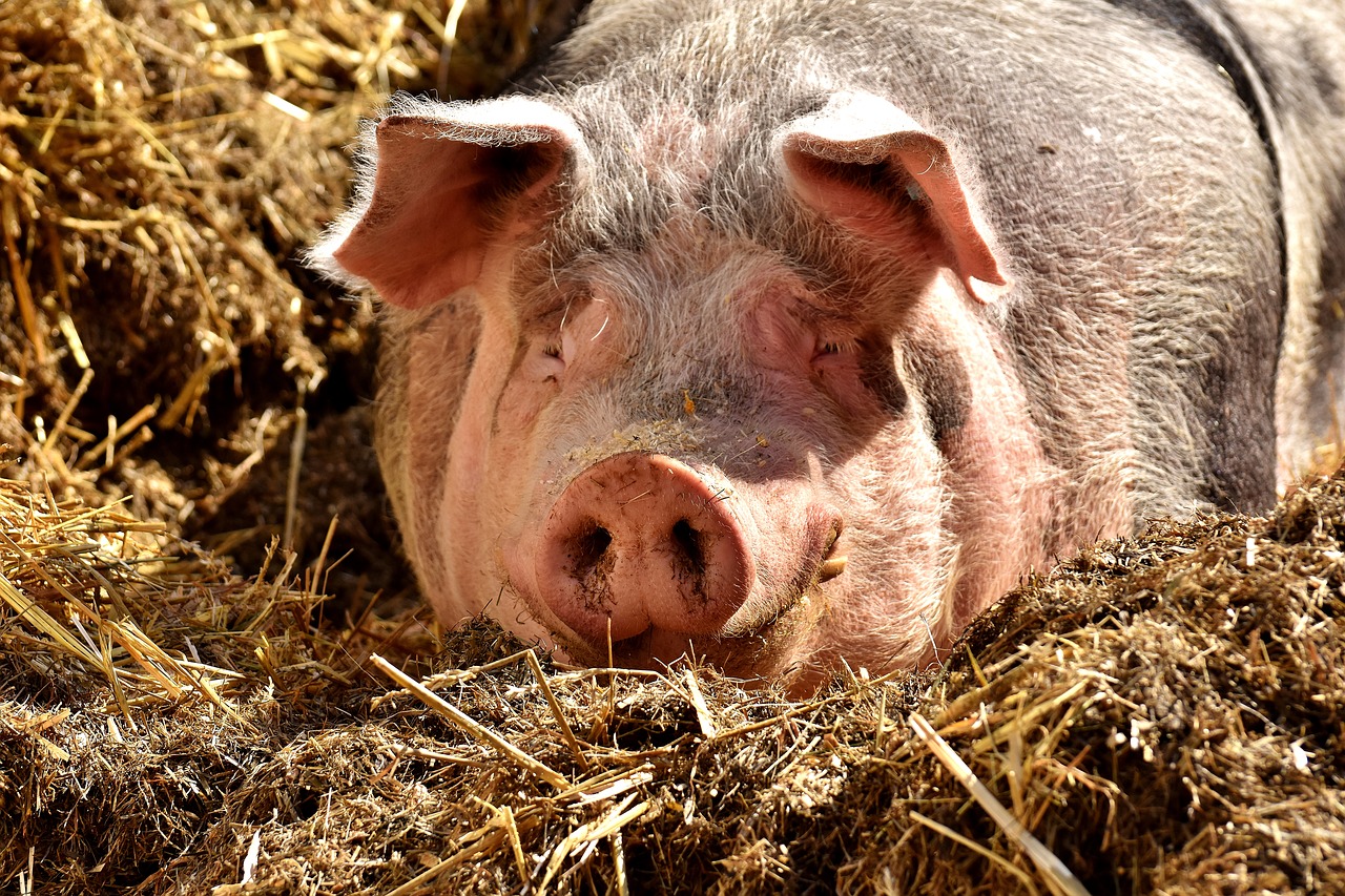 Conheça 5 opções para alimentação de suínos