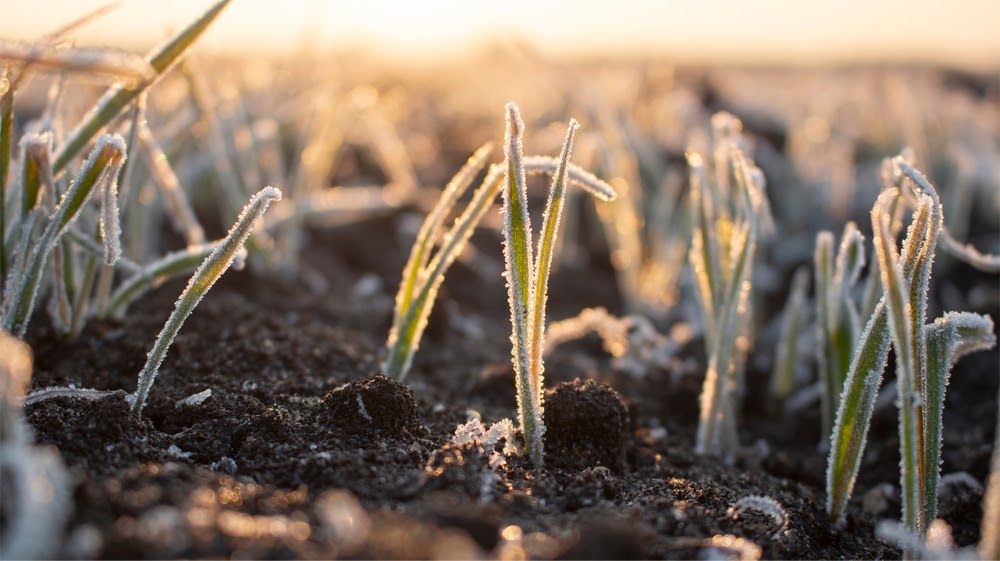 Clima prejudica a produção agrícola e setor busca alternativas para se proteger