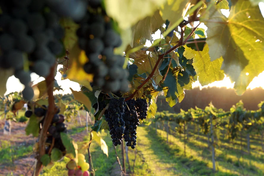 Aprenda a fazer a aplicação de defensivos agrícolas na produção de uvas