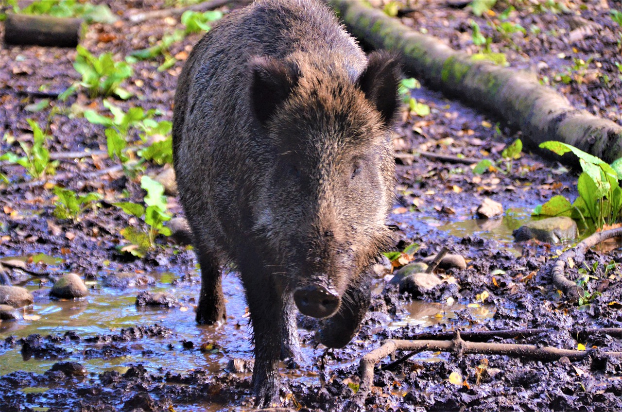 Conheça 4 riscos oferecidos pelos javalis às propriedades rurais